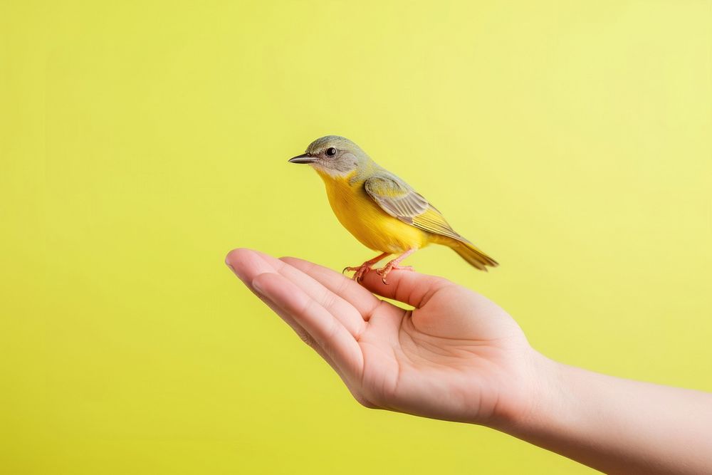 Bird on hand holding animal canary.