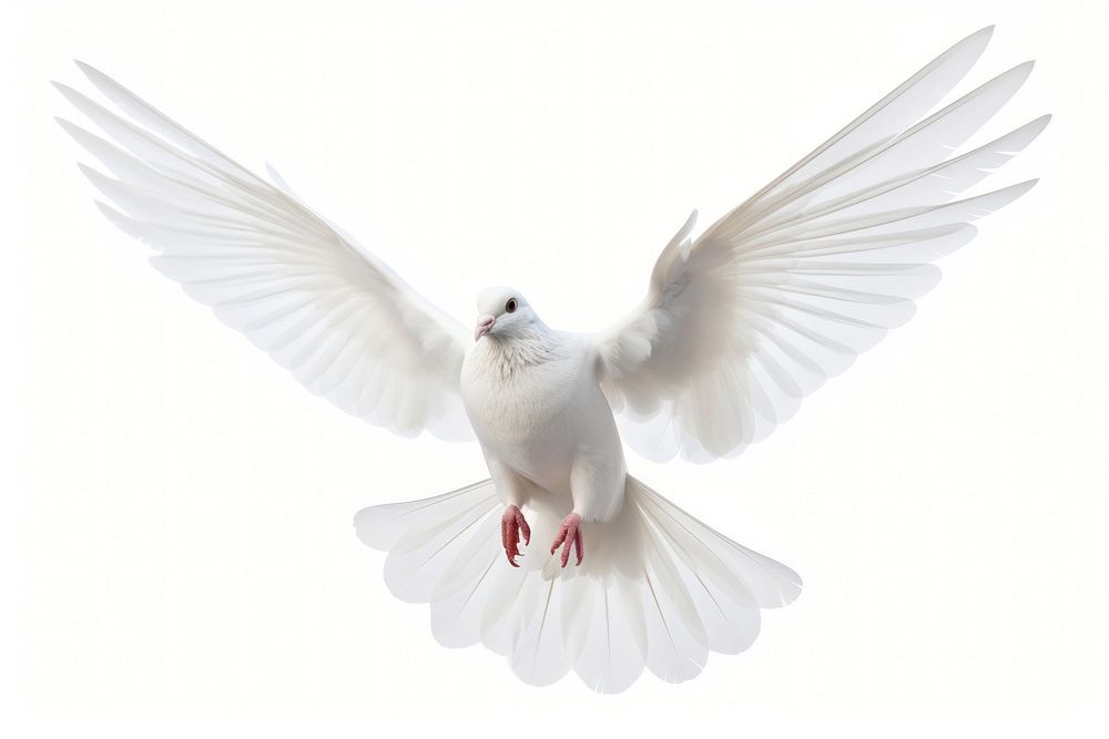 Dove flying animal white bird.