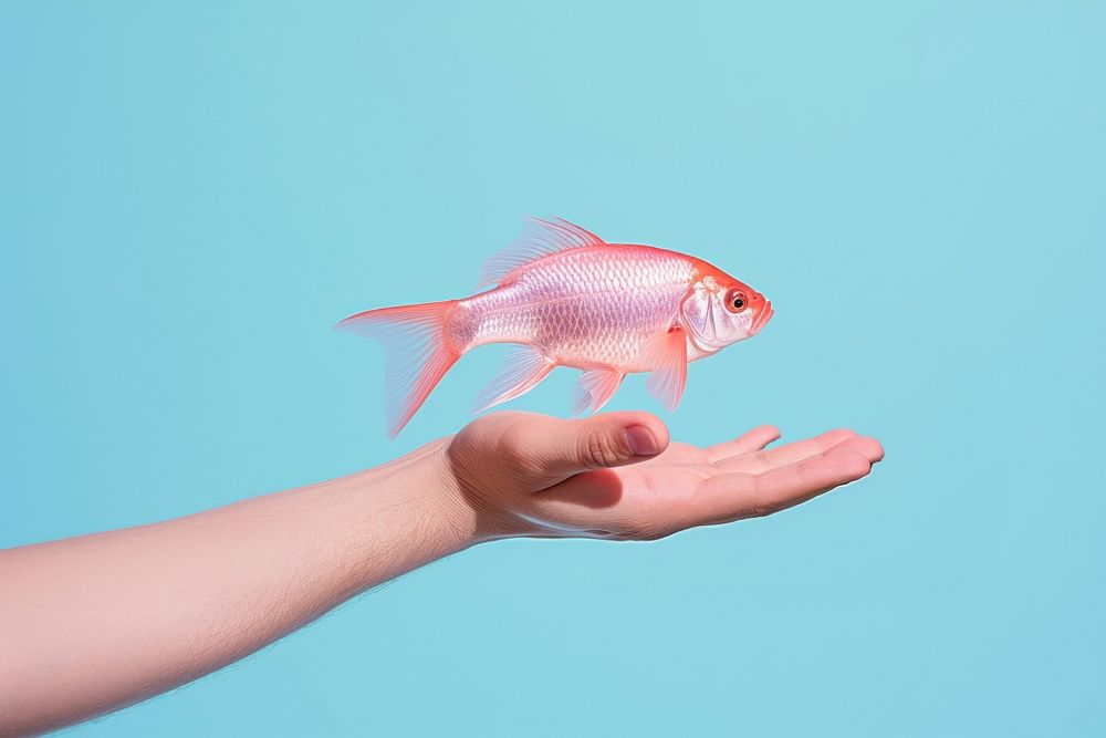 Fish on hand holding animal goldfish.
