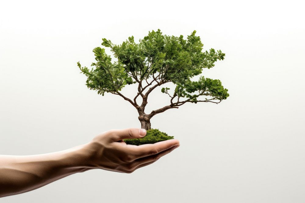 Hand holding tree bonsai plant adult.
