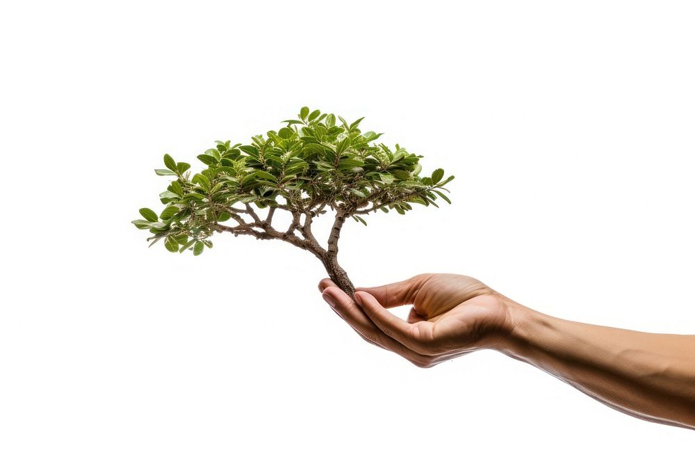 Hand holding tree bonsai plant adult.