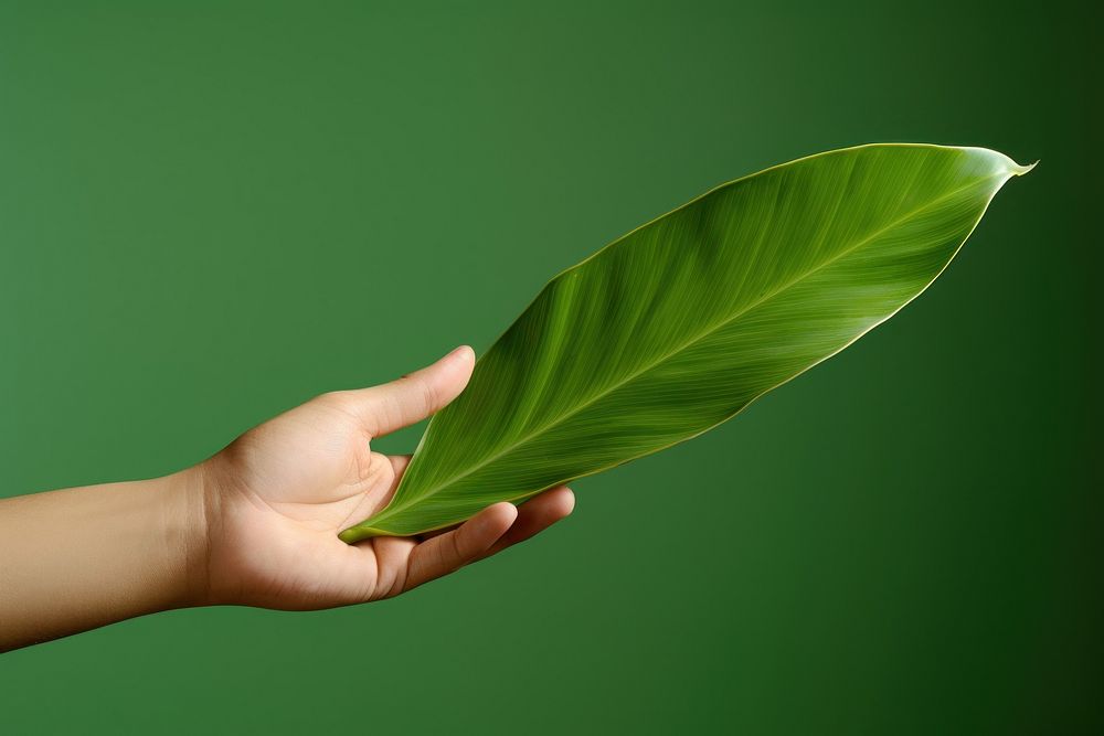 Leaf on hand green holding finger.