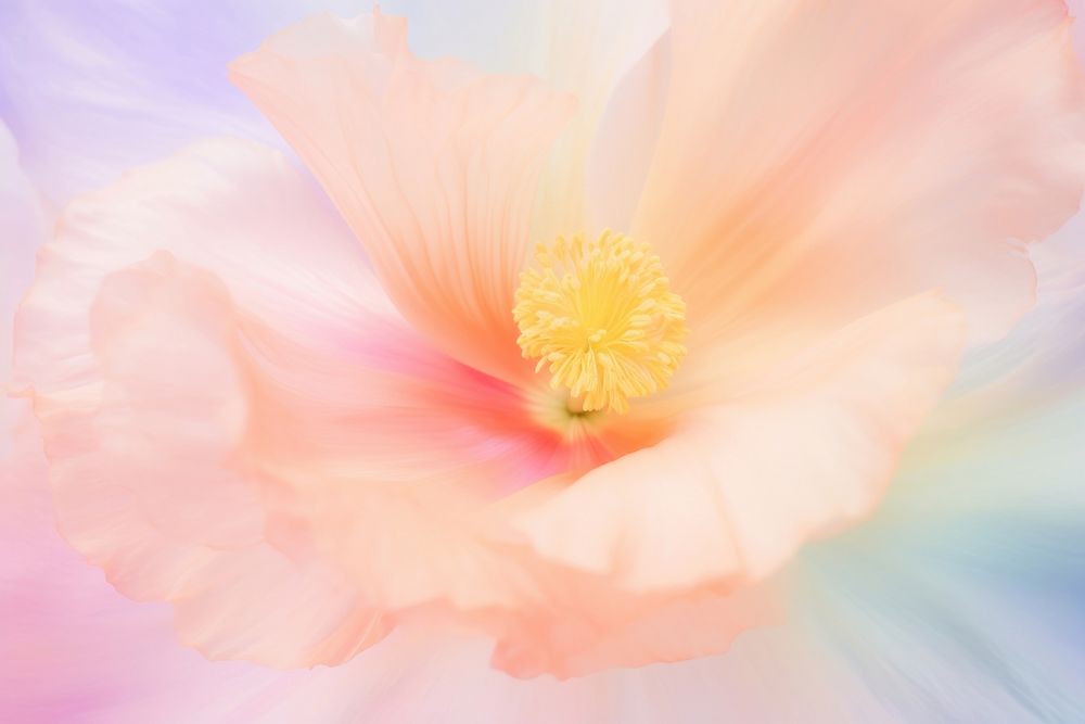 Poppy flower backgrounds blossom pollen.