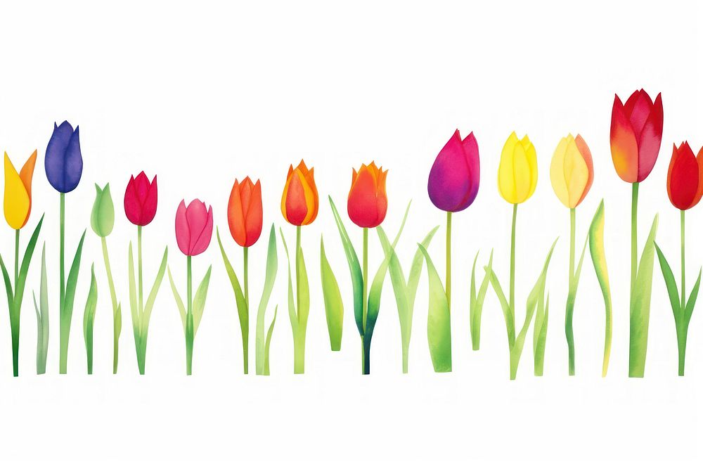 Tulip watercolor border outdoors flower plant.