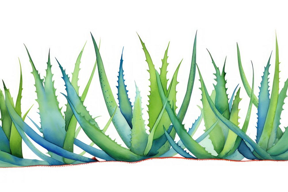 Aloe vera watercolor border plant xanthorrhoeaceae white background.
