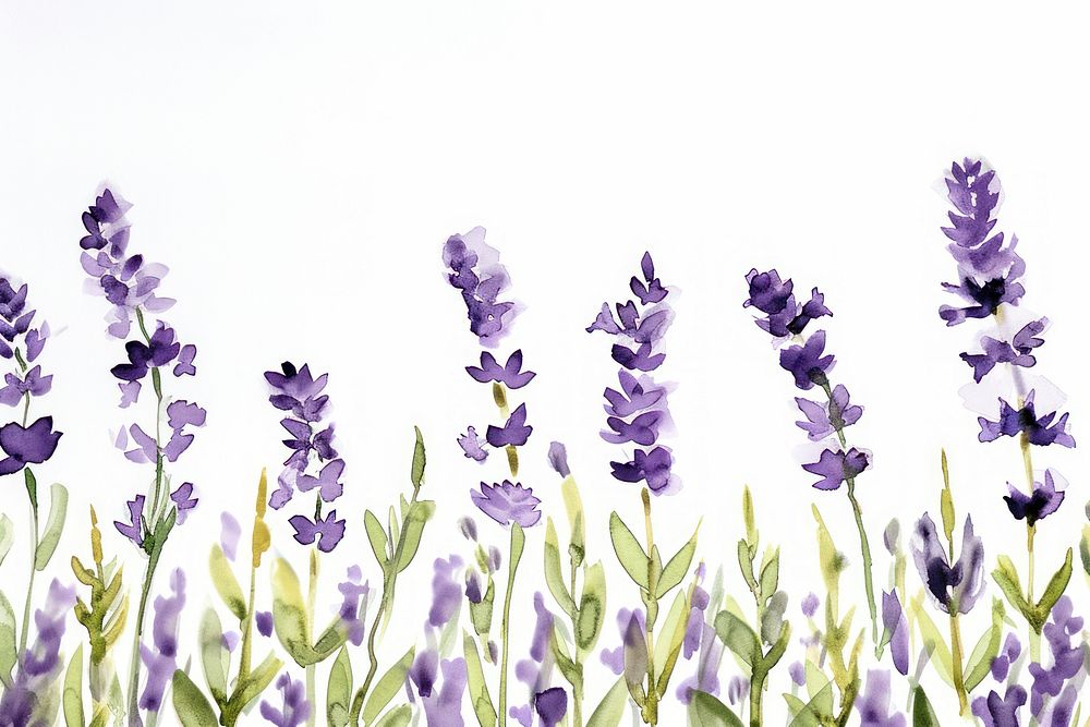 Lavender watercolor border backgrounds blossom flower.