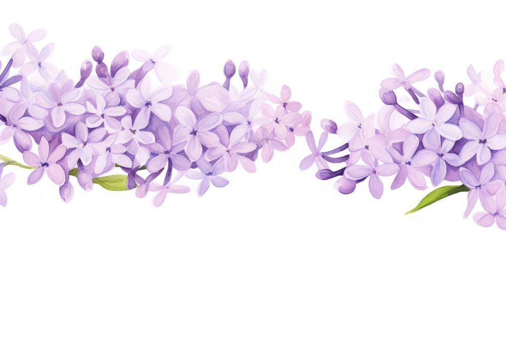Lilac flower watercolor border blossom plant white background.