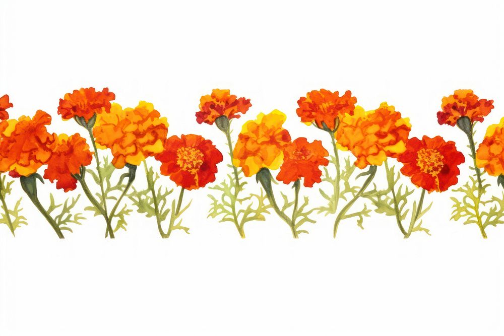Marigold watercolor border flower petal plant.