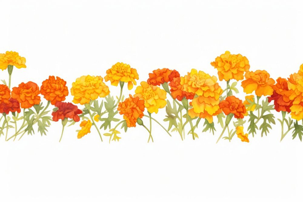 Marigold watercolor border flower petal plant.