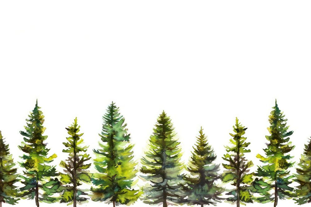Pine tree watercolor border backgrounds plant leaf.