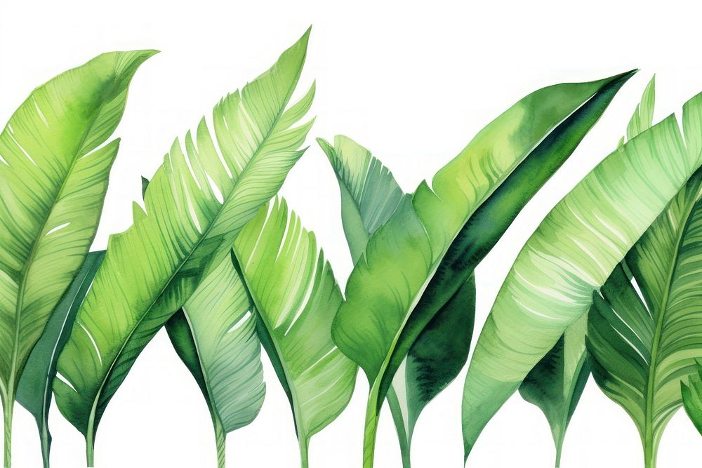 Plam leaves watercolor border backgrounds plant green.