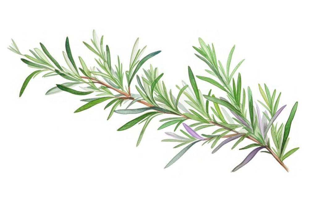 Rosemary watercolor border plant herbs white background.