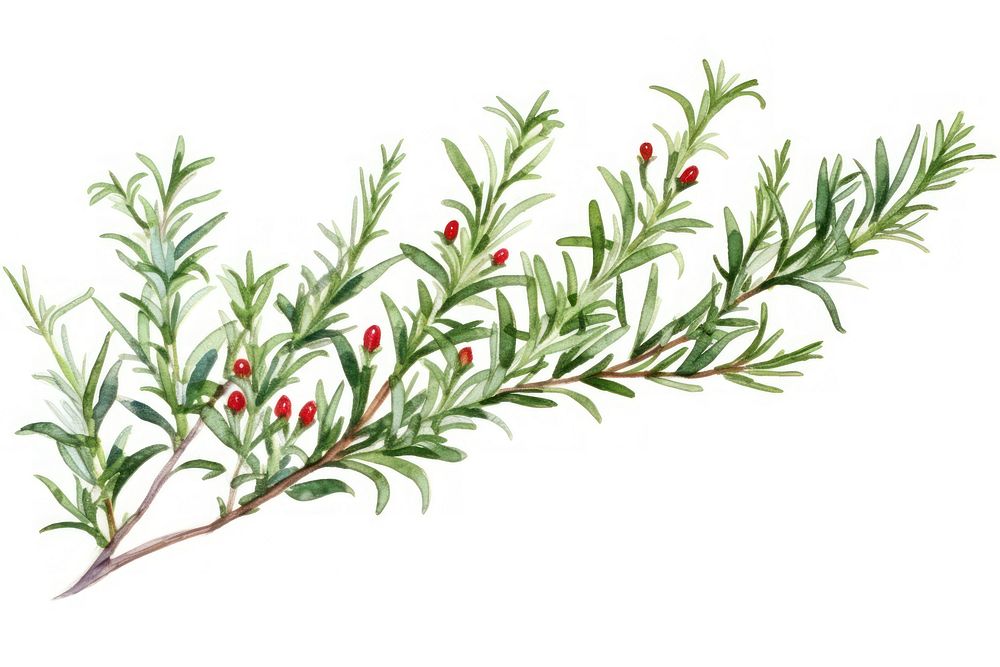Rosemary watercolor border plant herbs leaf.