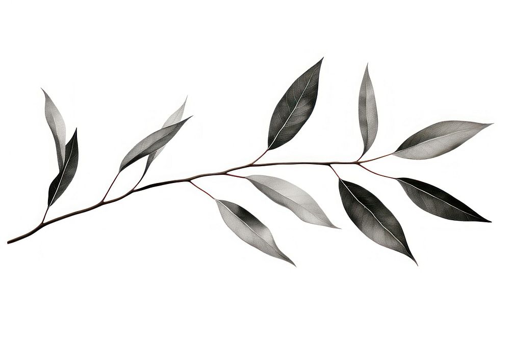 Eucalyptus plant leaf tree.