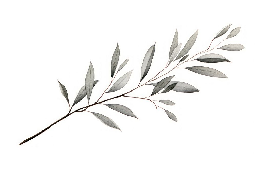 Eucalyptus plant leaf white background.