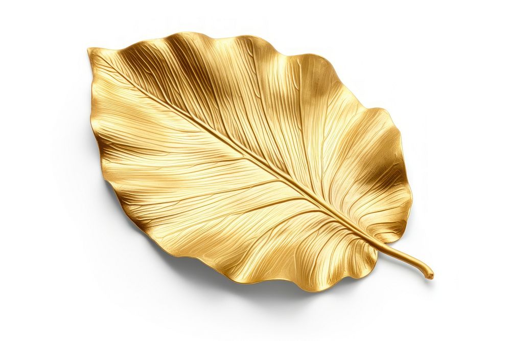 Hibiscus leaf plant gold white background.