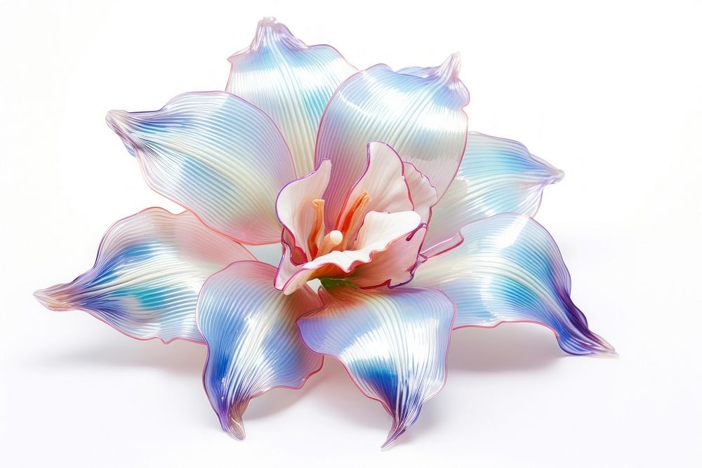 Orchid flower iridescent petal plant white background.