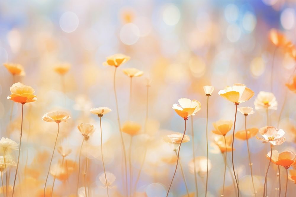 Flower meadow pattern bokeh effect background backgrounds outdoors blossom.
