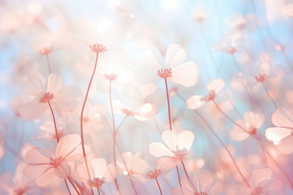 Flowers pattern bokeh effect background backgrounds abstract outdoors.