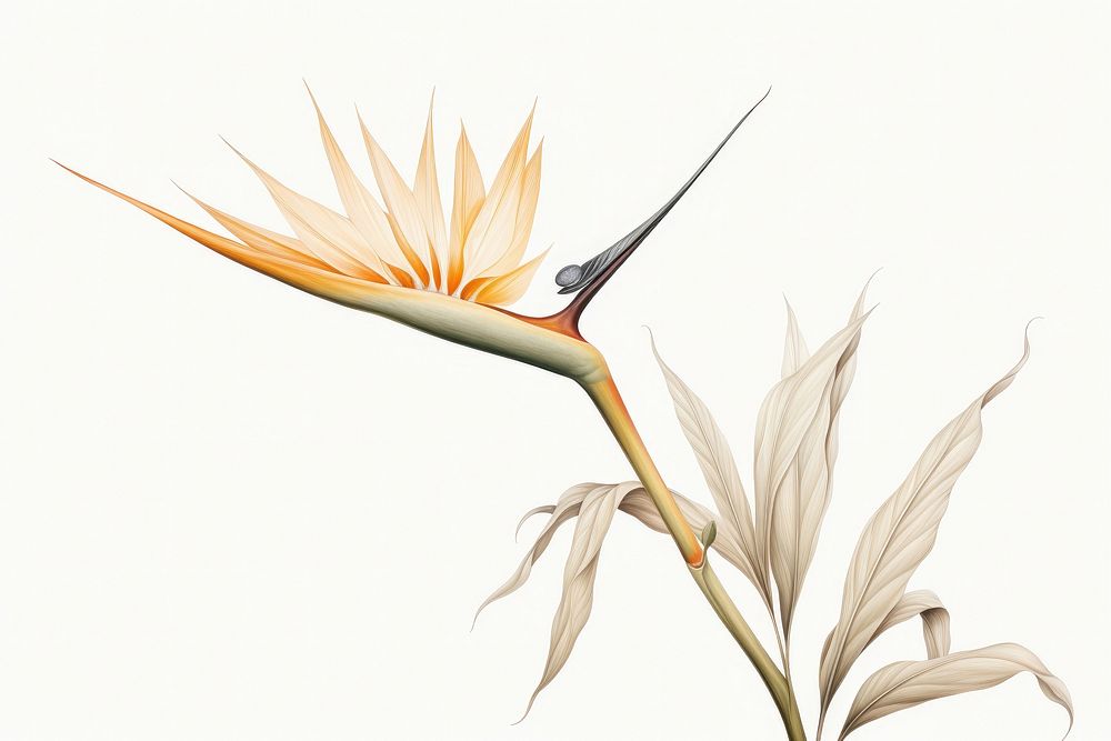Botanical illustration bird of paradise flower plant inflorescence.