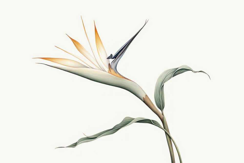 Botanical illustration bird of paradise flower plant fragility.