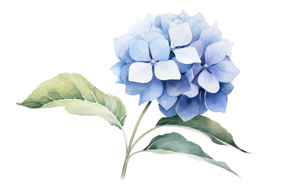 Botanical illustration blue hydrangea flower plant leaf.