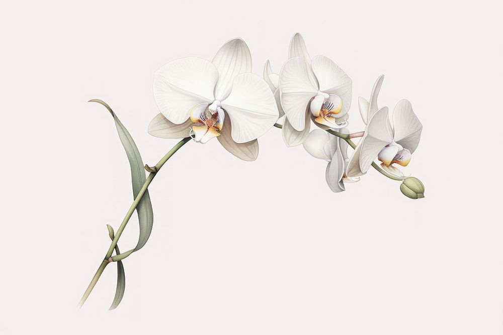 Botanical illustration floating orchid flower plant white.