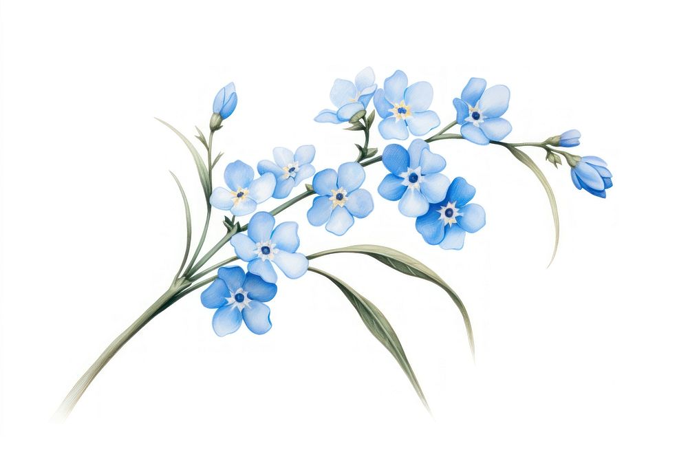 Botanical illustration forget me not flower blossom plant.