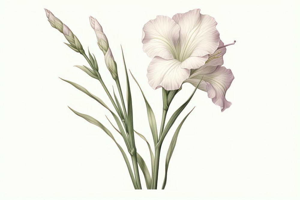 Botanical illustration gladiolus flower plant inflorescence.