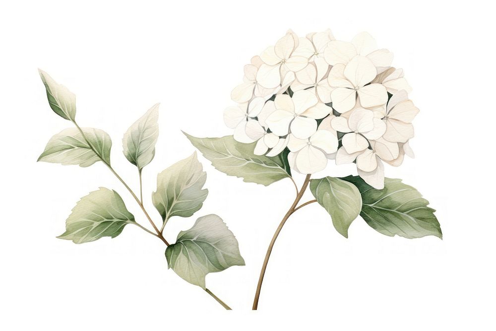 Botanical illustration hydrangea flower plant white.