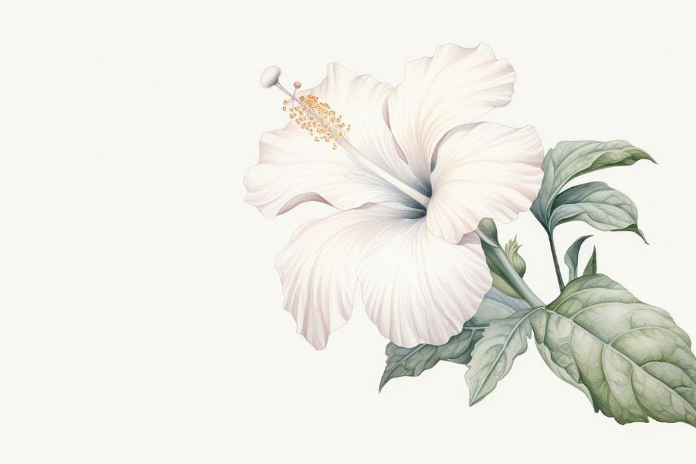 Botanical illustration hibiscus flower plant white.