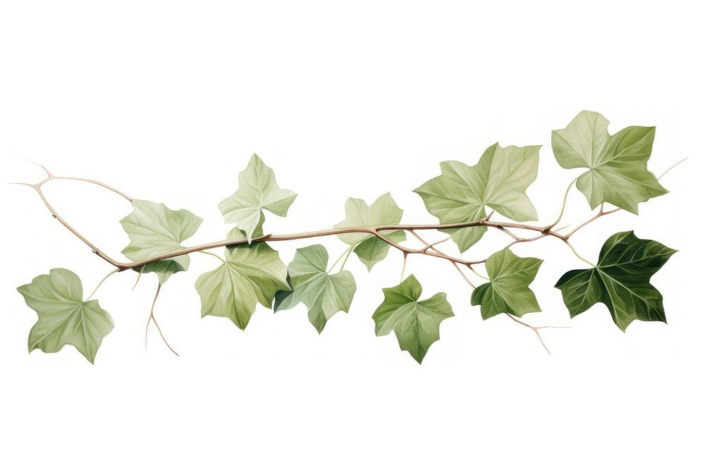 Botanical illustration ivy plant leaf vine.