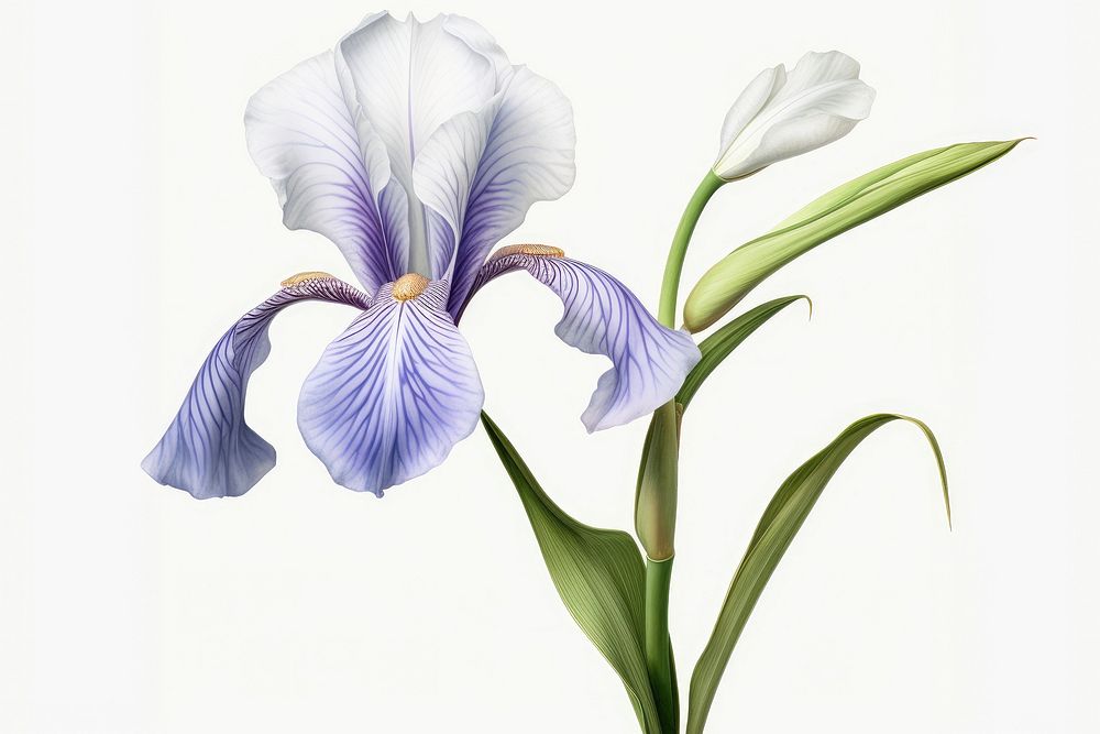 Botanical illustration iris flower petal plant.