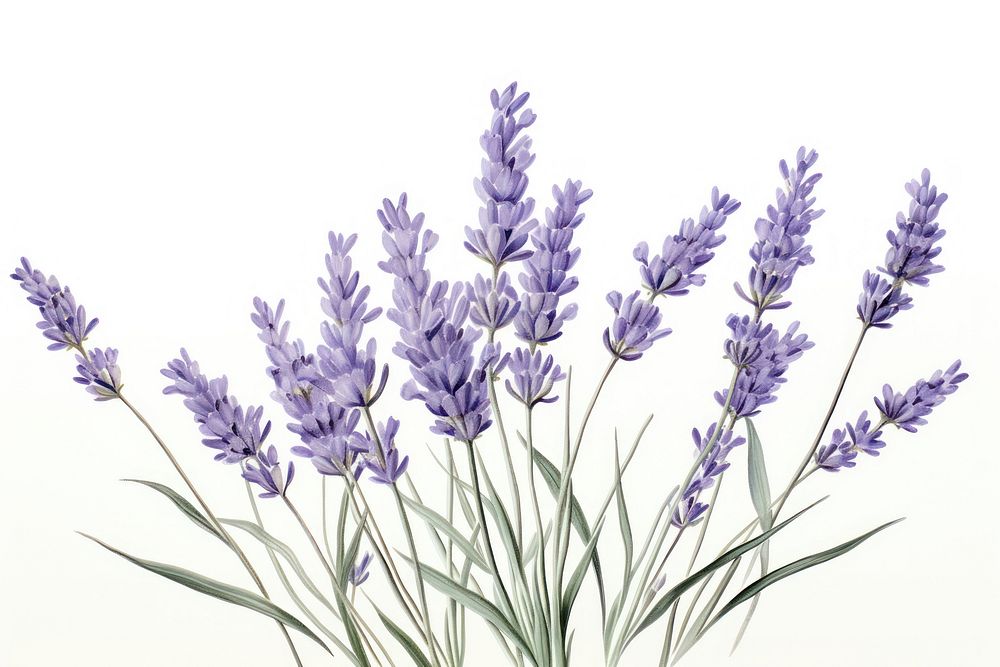 Botanical illustration lavender flower blossom plant.