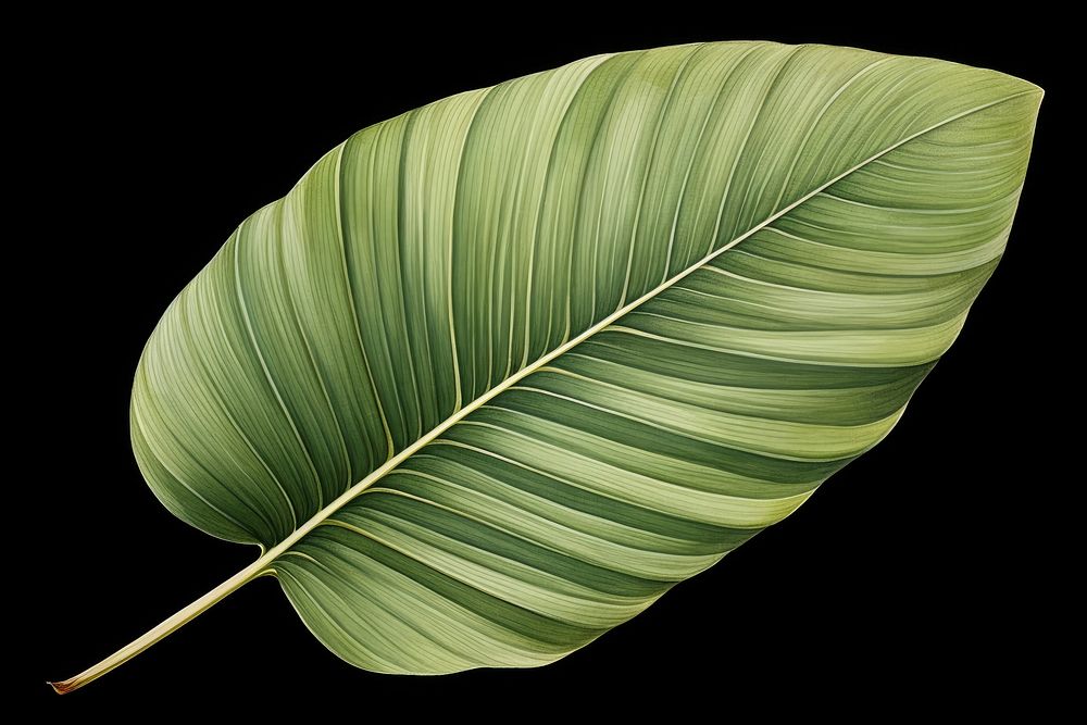 Botanical illustration palm leaf nature plant tree.