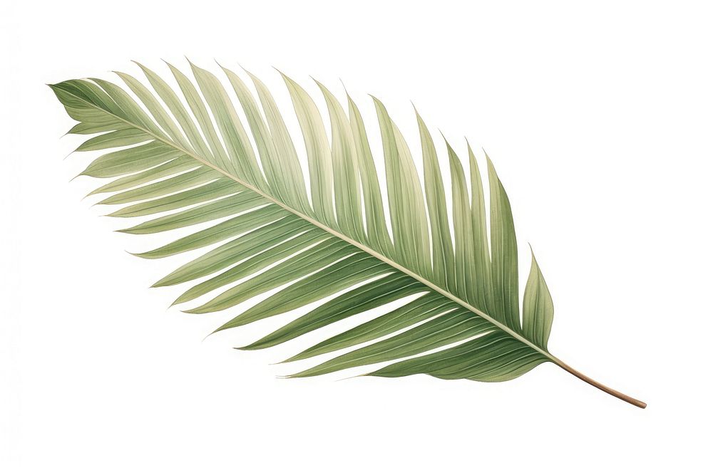 Botanical illustration palm leaf plant tree freshness.
