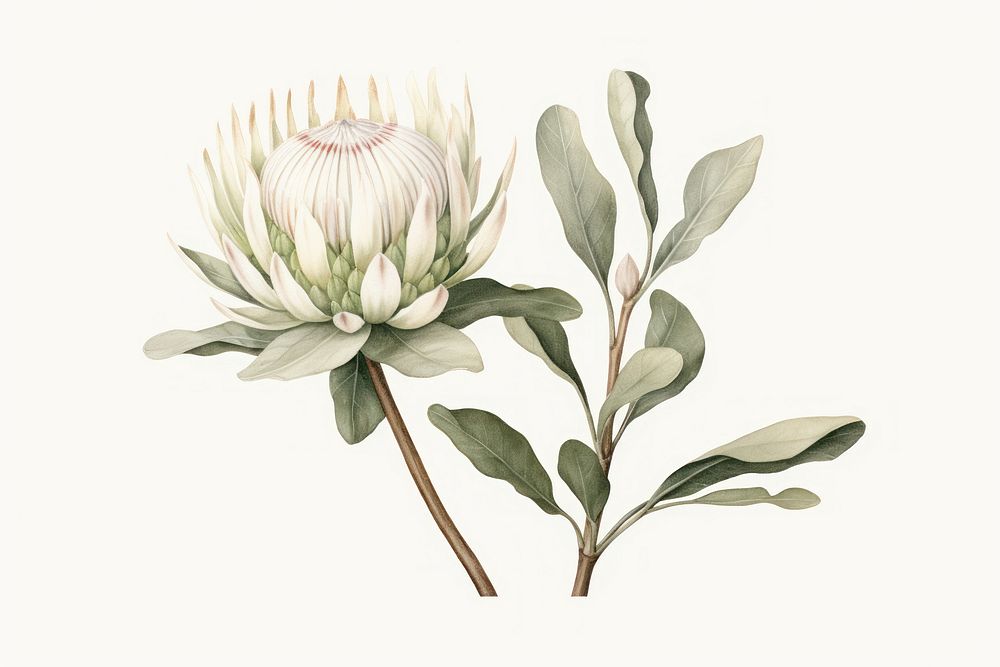 Botanical illustration protea flower blossom drawing.