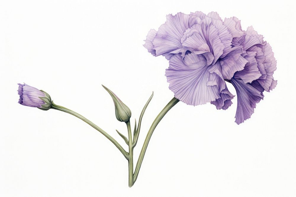 Botanical illustration violet carnation flower blossom plant.