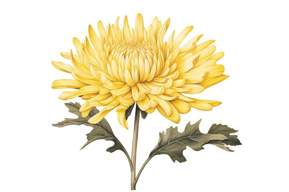 Botanical illustration yellow chrysanthemum flower chrysanths sunflower.