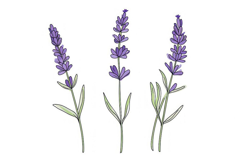 Continuous line drawing lavender flower plant inflorescence.