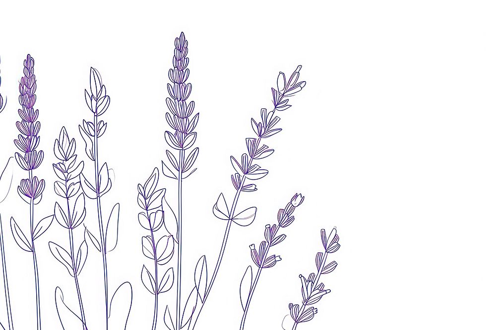 Continuous line drawing lavender flower plant tranquility.
