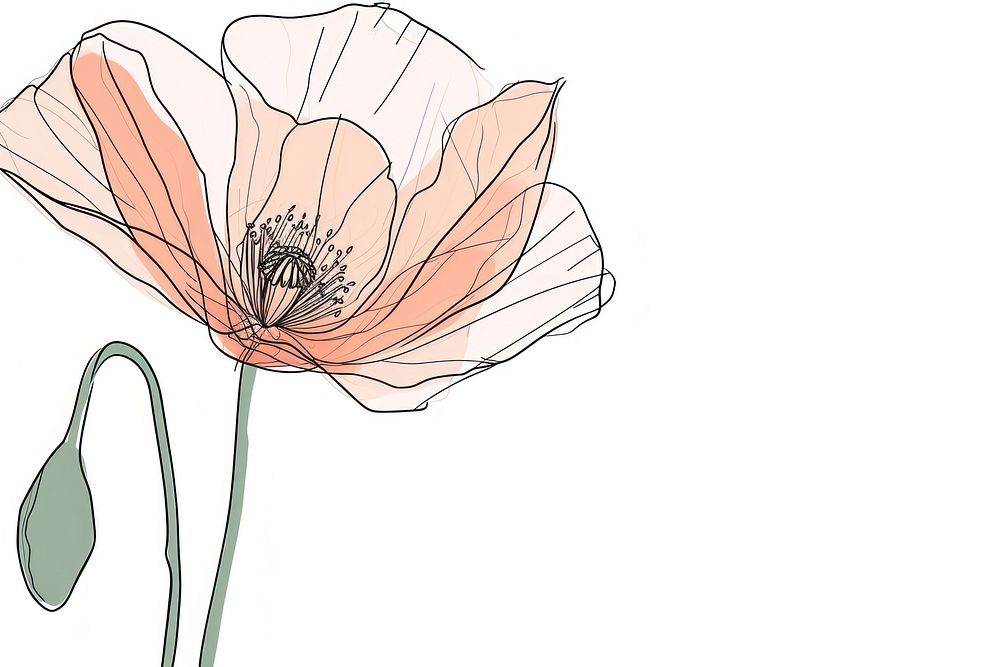 Continuous line drawing poppy flower sketch plant art.