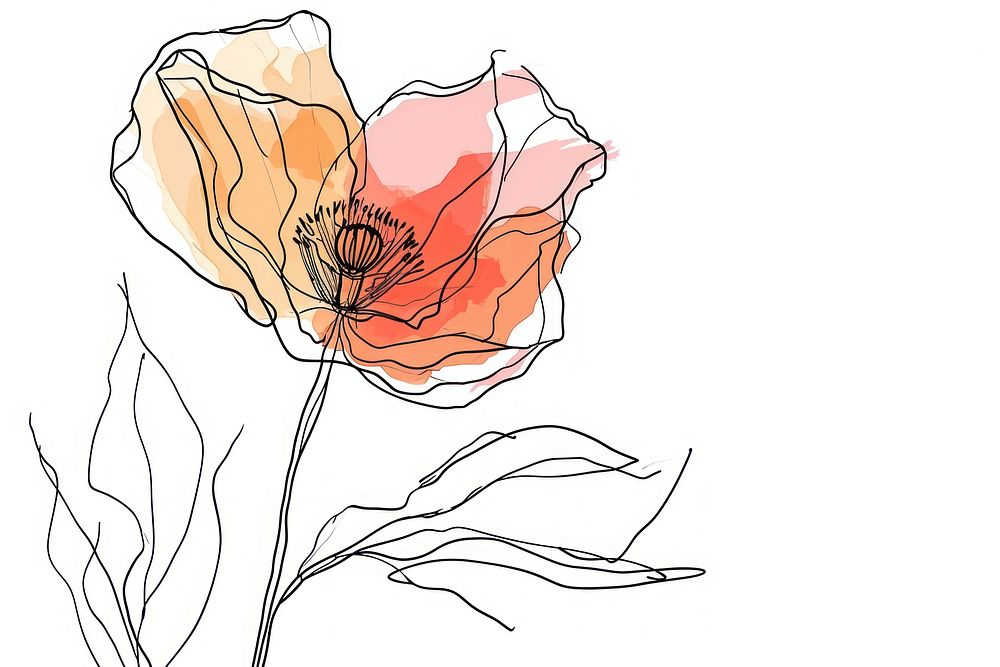 Continuous line drawing poppy flower sketch plant rose.