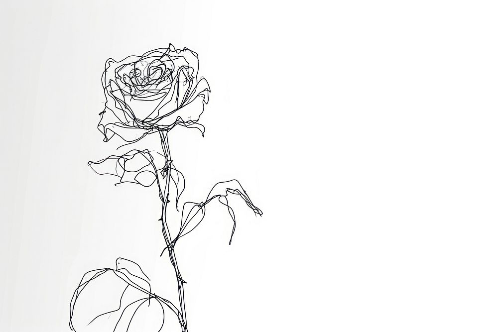 Continuous line drawing rose flower sketch plant.