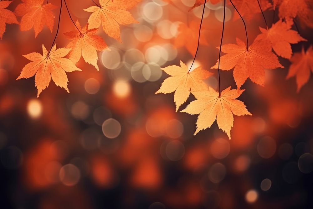 Maple leaves bokeh effect background backgrounds autumn plant.