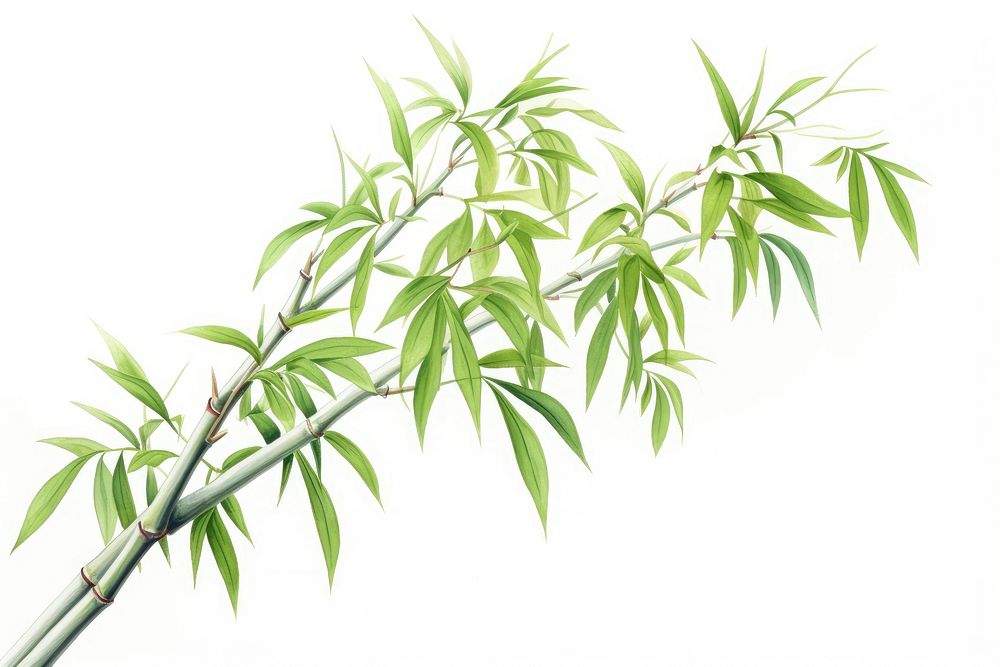 Bamboo tree plant white background freshness.