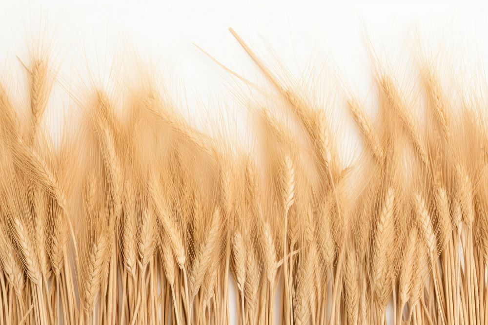 Straw flat lay agriculture backgrounds landscape.