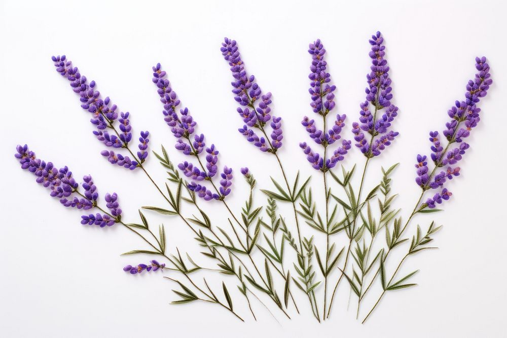Lavender in embroidery style flower plant inflorescence.