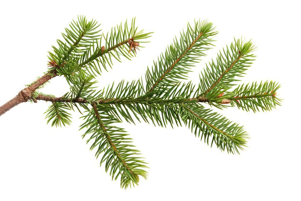 Fir tree branch spruce plant pine.