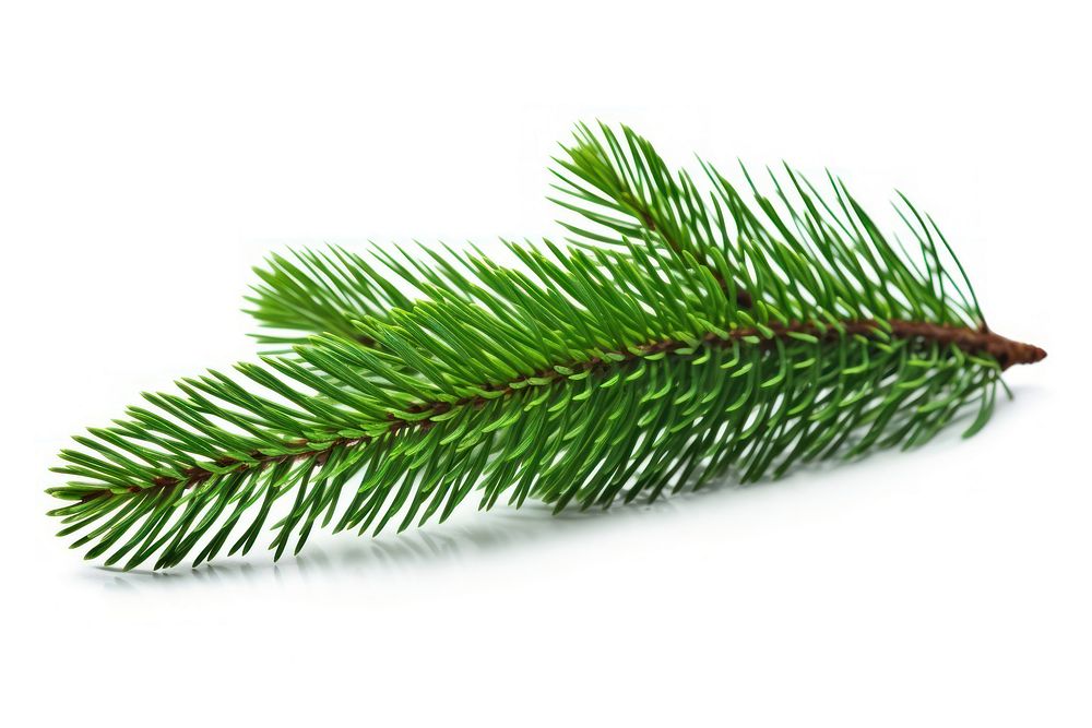 Fir tree branch spruce plant pine.